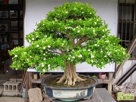 七里香盆栽造型